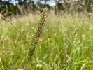 Wiesenlieschgras